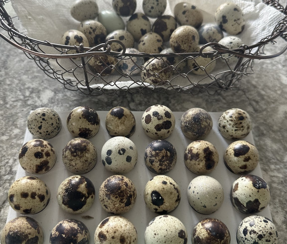 Coturnix quail eggs