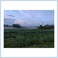 Two Birds Farm- misty morning