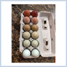 colorful carton of hatching eggs