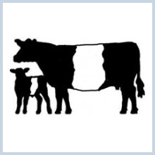 Belted Galloway cow with calf