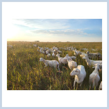 Lamb out on native pasture.