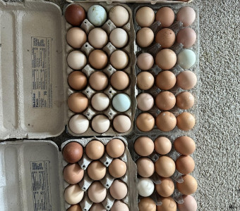 Eggs