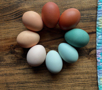 A set of our beautiful rainbow layer eggs. Look for color in every dozen!