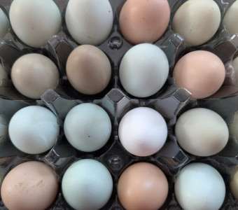 Farm Fresh Eggs