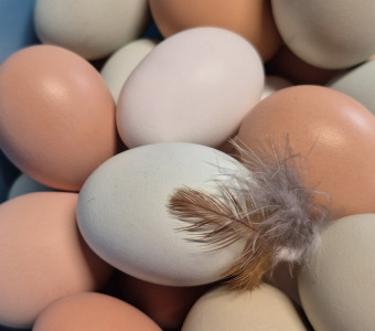 Eggs