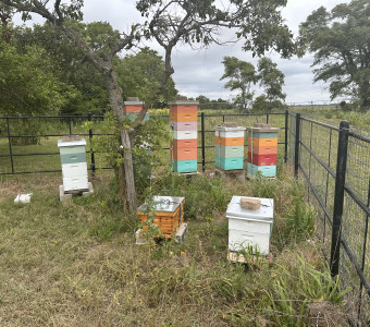 Our Mulvane Apiary