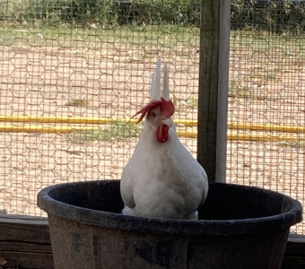 Leghorn pic. 1