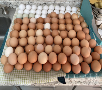 Multi-colored eggs after wash