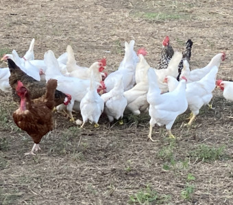Hens scratching after been fed. 