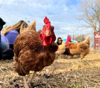 A friendly chicken
