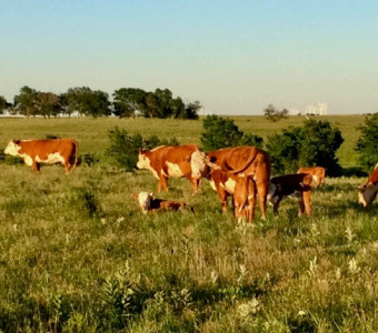 cattle grazing in Kansas