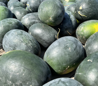 sweet delicious watermelon