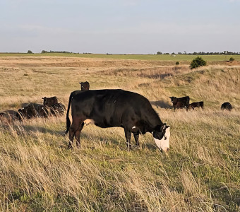Angus. Angus/cross. Baldy. Cow. Momma cow. 6yr old cow. Grazing. 