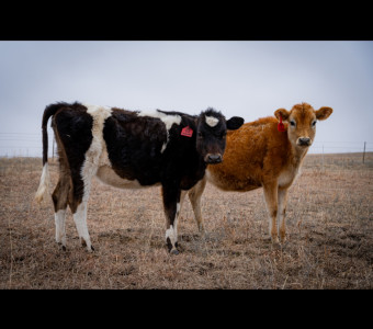 future dairy cows - Lucy & Hazel