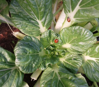 Lady bugs on greens