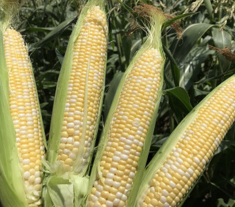 Gaeddert Farms Sweet Corn ears of corn