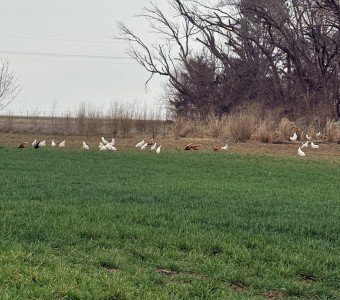 Hens outside eating fresh wheat
