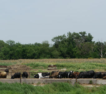 cows eating