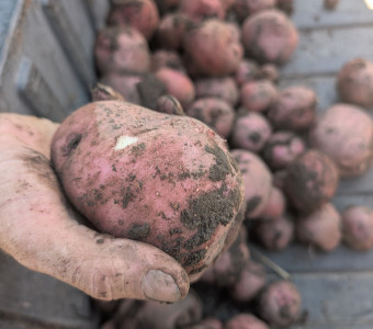 Potatoes