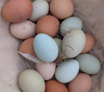 Chicken Eggs