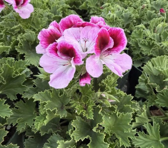 flower1