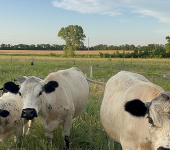cows
