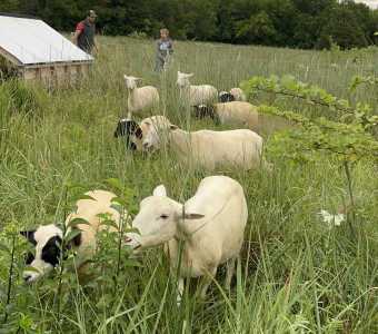 sheep
