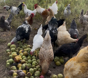 chickens