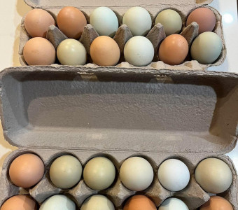 eggs