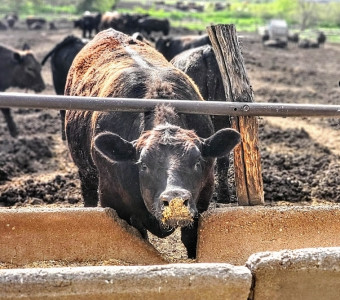 Feeder steers