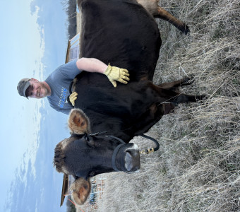 One of our Jersey dairy cows