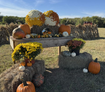 Pumpkin Patch