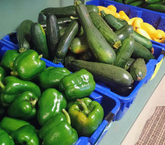 Bell peppers, zucchini, yellow squash, and cucumbers for sale in the Griggs Bros. Farms store