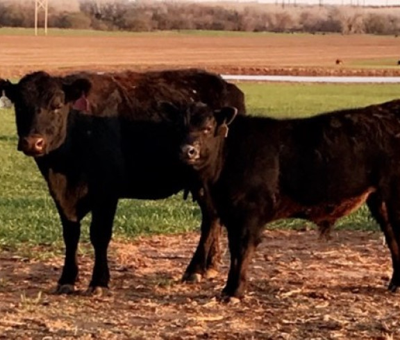 100% Grass Fed Beef