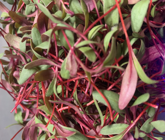 Micro-Beets