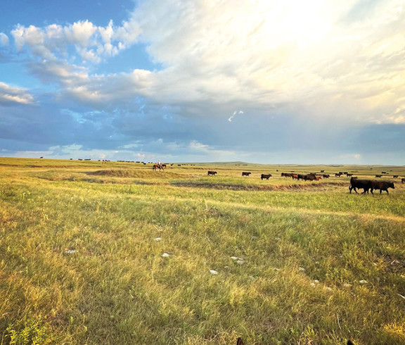 Wiggins Ranch cowboys moving cattle in big pasture