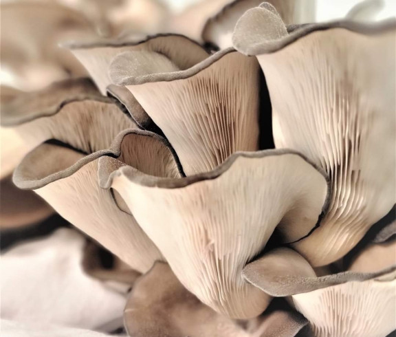 King Blue oysters 
