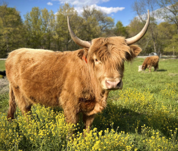 Herd Sire