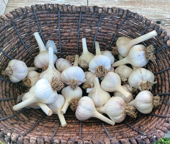 Naturally-grown garlic in a basket