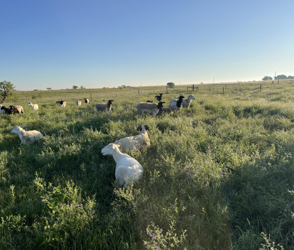Ewes