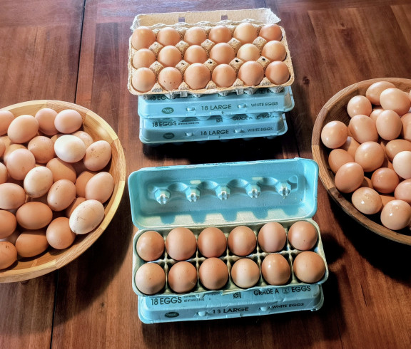 XL- Jumbo eggs 