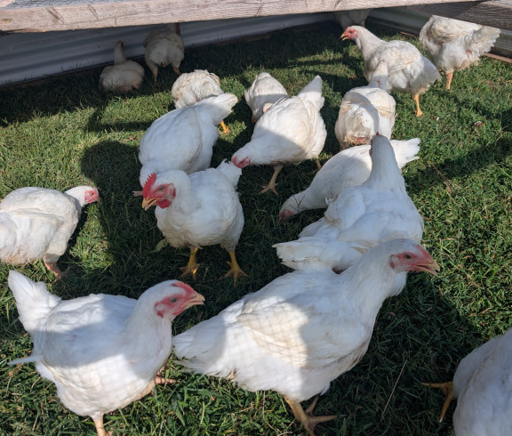 Pasture Raised Chicken