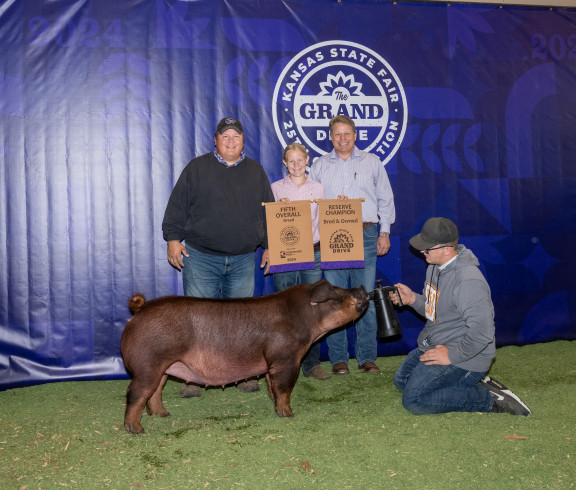 Duroc gilt 4H shown pork