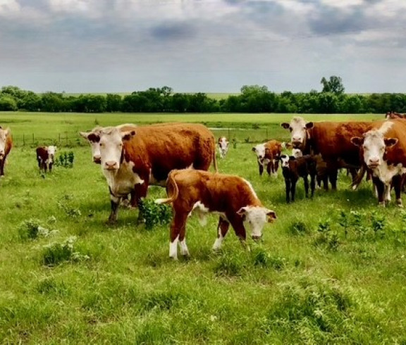 Cattle Grazing
