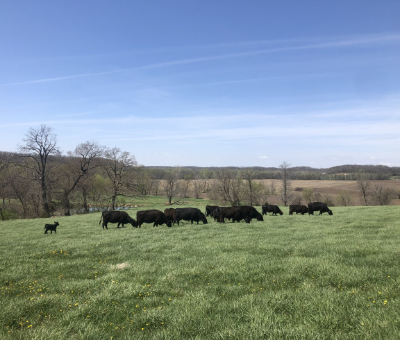 cattle grazing in an open pasture