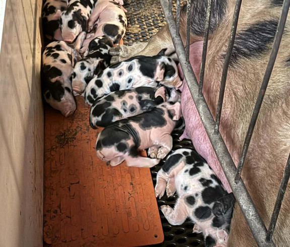 Show pigs, Spots, Hamps,Black cross,Duroc, Yorkshire