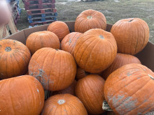 45 ct. Pumpkin bins $140.00