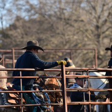 caring for cattle in Kansas